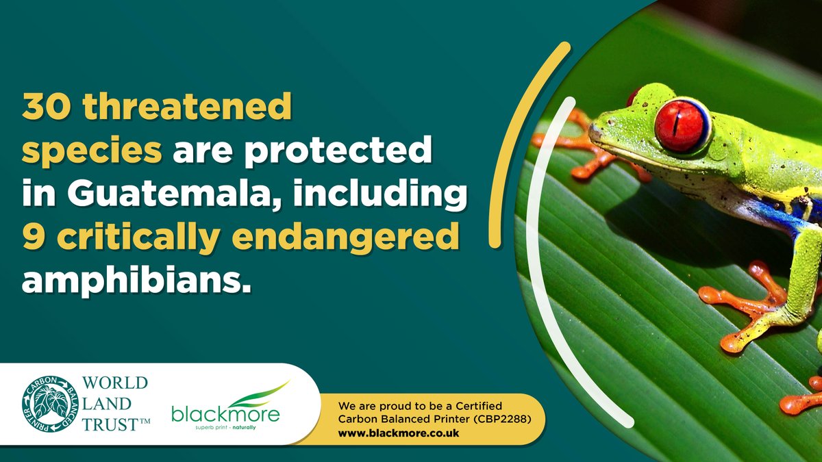 BlackmorePrint tweet media