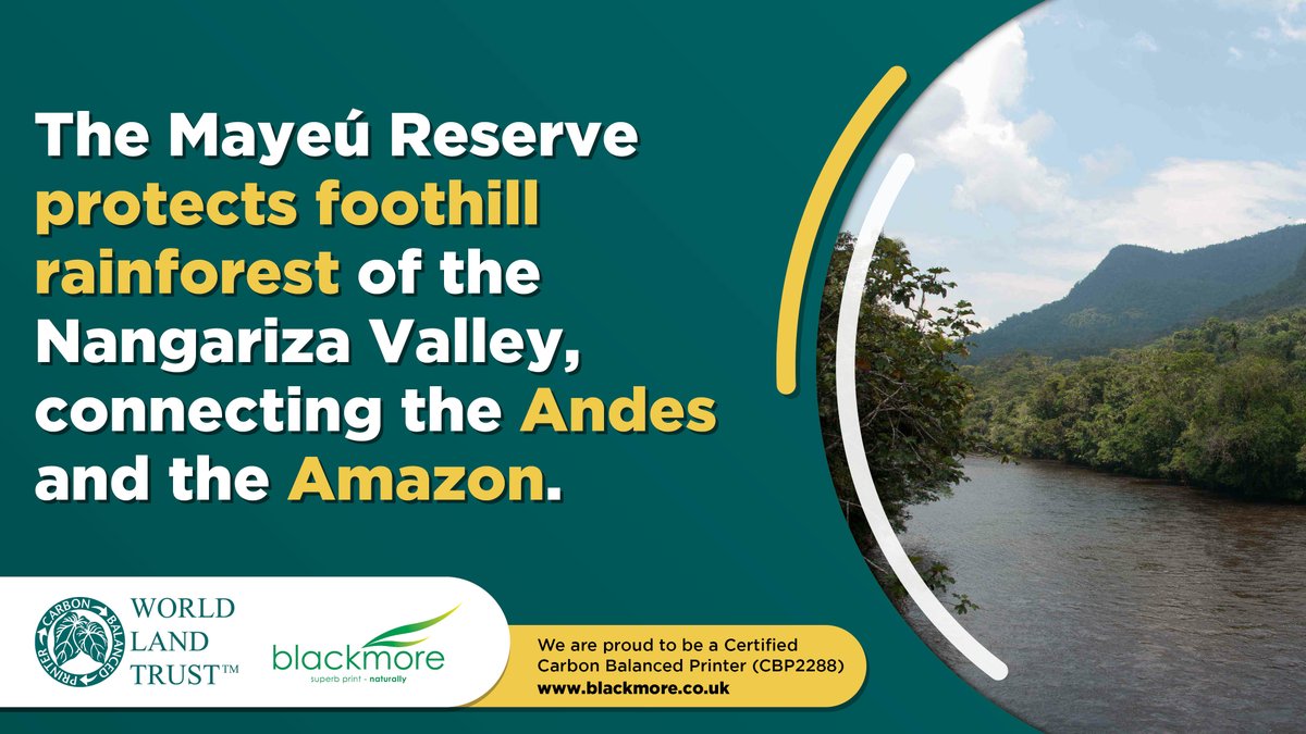 BlackmorePrint tweet media