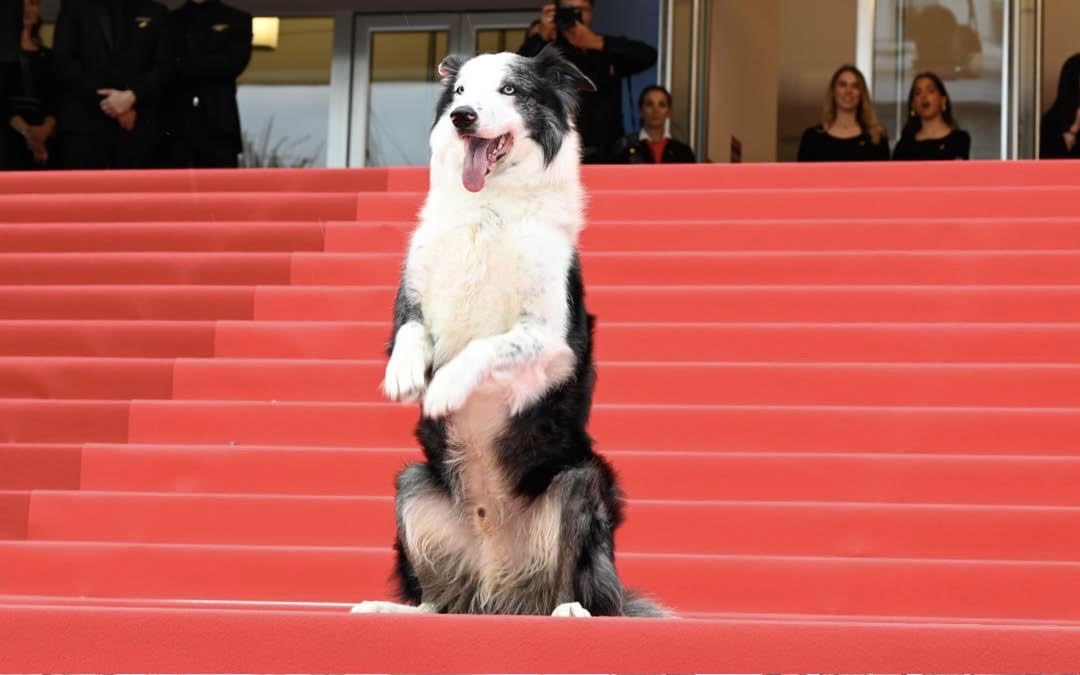 Le chien Messi, révélation du magnifique “Anatomie d’une chute”, sait aussi bien faire le mort que mimer le sourire des stars en montant les marches du festival de Cannes.