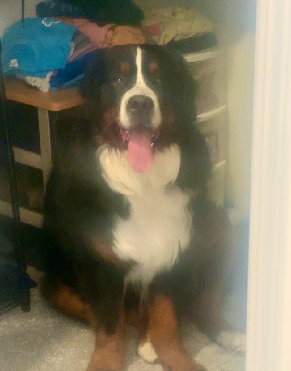 Good morning I’m your personal stylist from @stitchfix 😂 my recommendations for today are a white tee with rust pants or shorts and a black jacket or scarf to top it off ! Happy #tongueouttuesday 😊 #dogs #bernesemountaindog #closetgnome