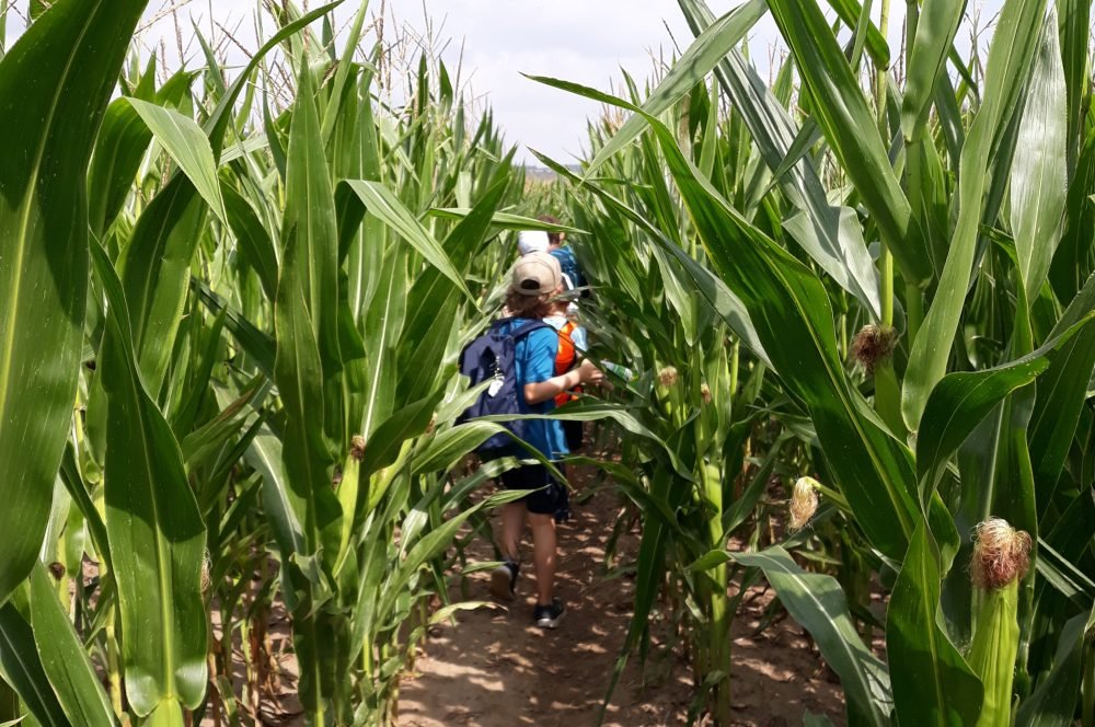 Expeditionen in den Wald, Schatzsuche, Klettern, Malen mit Naturfarben ... Wer hat Lust auf ein Ferienabenteuer? Wir haben den Workshop dazu. Noch sind Plätze frei. #jena  Mehr Info + Anmeldung: imaginata.de/events/1-works…