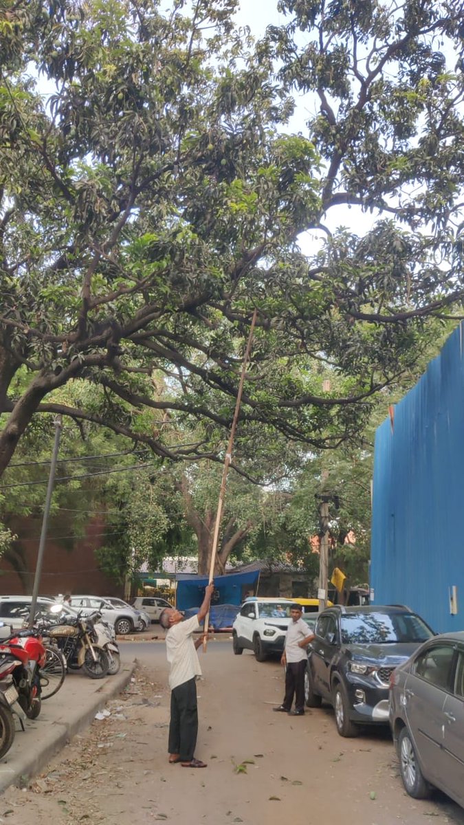 Abdularif_123's tweet photo. आम तेरी ये ख़ुश-नसीबी है,

वर्ना लंगड़ों पे कौन मरता है...

#Mango https://t.co/DbrGjGtKUF