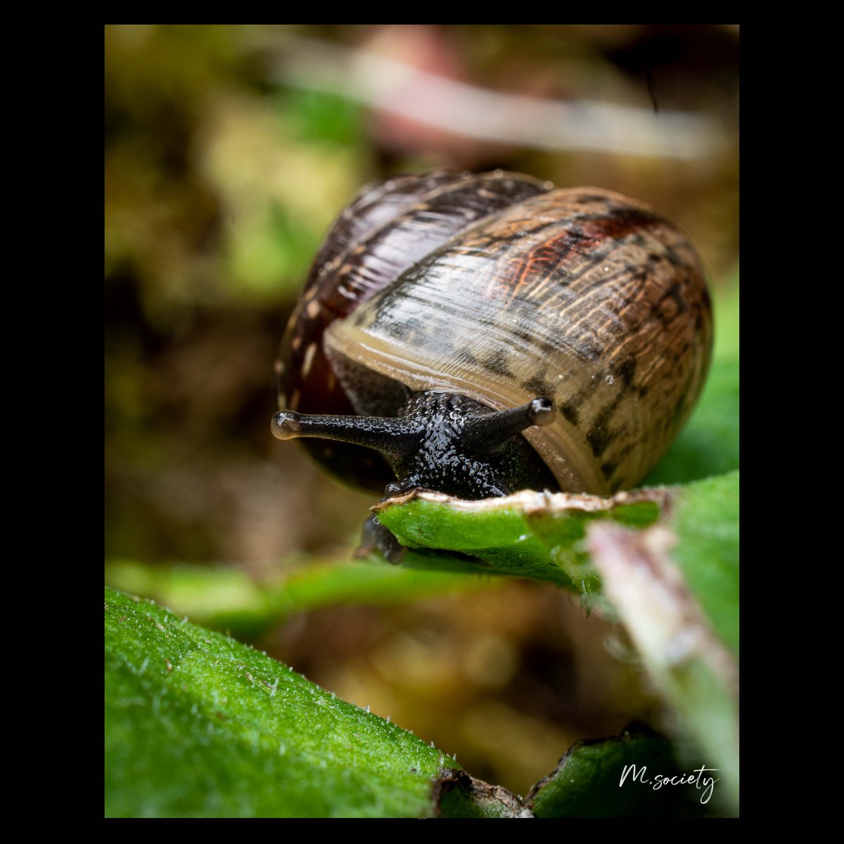 Macro petit escargot 

#naturephotography
#nature_perfection
#photography
#photo
#photographer
#photographe
#photographie
#macrophotography
#macro
#nature
#naturelovers
#details
#photographylovers
#photosession
#photoart
#photographyislife
#photoshooting
#photochallenge