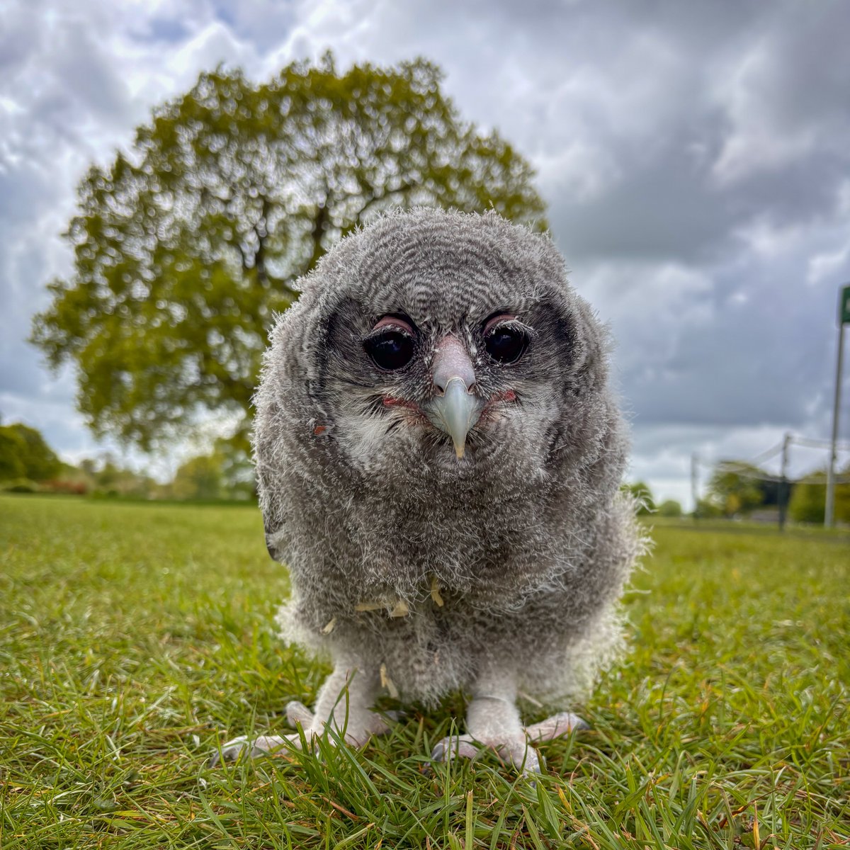 CotsWildTweets's tweet photo. We're delighted to welcome back Cotswold Falconry Centre who will be at the Park over the #SpringBankHolidayweekend (25 - 27 May 2024) with flying demonstrations at 1pm &amp; 3.30pm and a static display from 10am.📷Tawny Eagle Gina &amp; adorable new Milky Owl ‘Monty’ by Rebecca Louise. https://t.co/0iJhjY8o2M