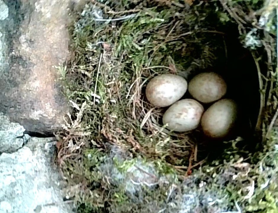 And just like that... We have our first eggs. Baby spotted flycatchers loading 🔋#projectSPOFL