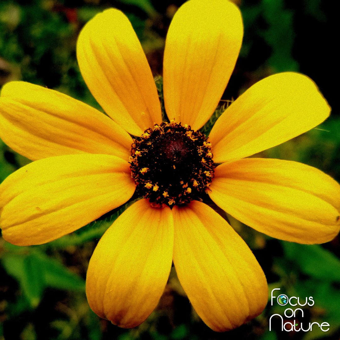 'Like a fl🌻wer, be soft, loving, kind and beautiful, but never lose the courage to bloom' ~ Unknown 

#focusonnature #nonprofitorganization #nonprofit #naturephotography #nature #photography #flower #flowerpower #beautyinnature #naturequotes #belikeaflower #bloom #sunflower