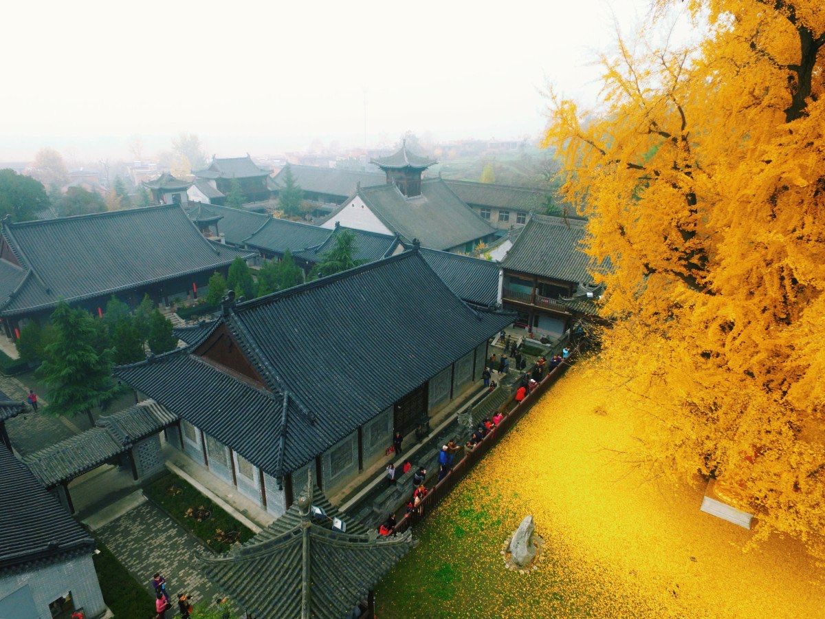 Thinking about this 1400 year old ginkgo tree.