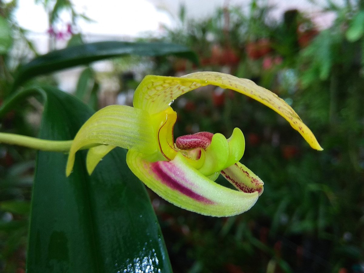 Bulbophyllum dearei 

#orchids #plants