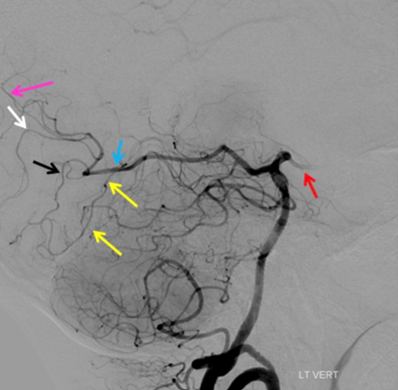 SNIS Info tweet media