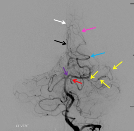 SNIS Info tweet media