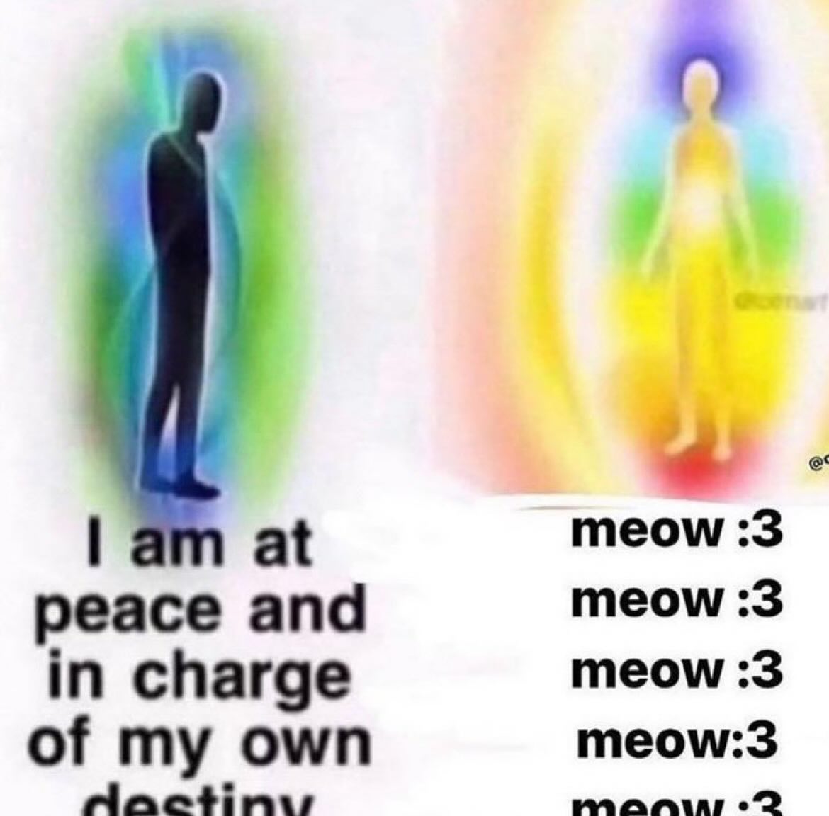 Punch Cat tweet media