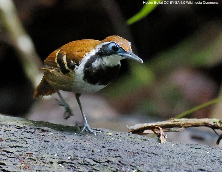 Thermoregulation of understory birds in lowland Amazonia | doi.org/10.1111/oik.10… | @Oikos_Journal | #ornithology