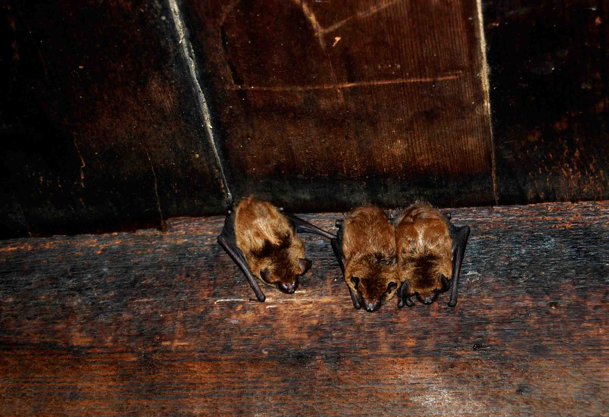 WisconsinBat_'s tweet image. Our expert team excels in providing safe and efficient bat remediation services, safeguarding the integrity of your property. Visit our website for more information about what we offer! #BatRemediation #Pardeeville 
batremovalpardeeville.com/bat-remediation