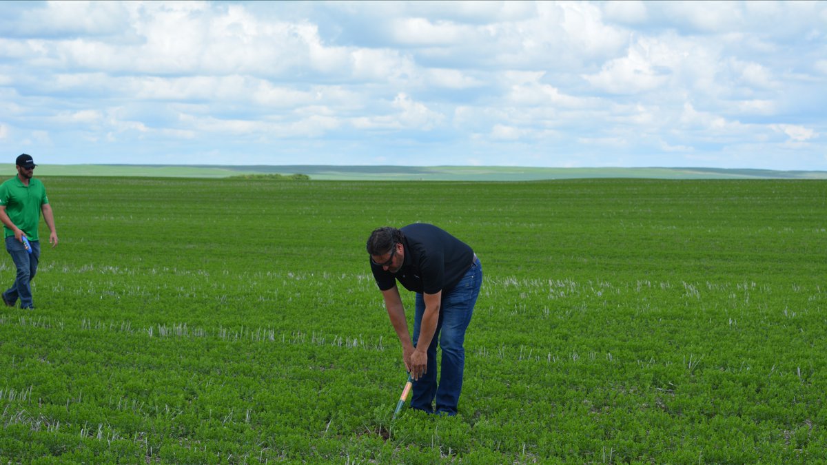 There's no better time get out and evaluate how your pre-seed burndown application performed! Scouting your fields now can help with planning your in-crop application. #Grow24