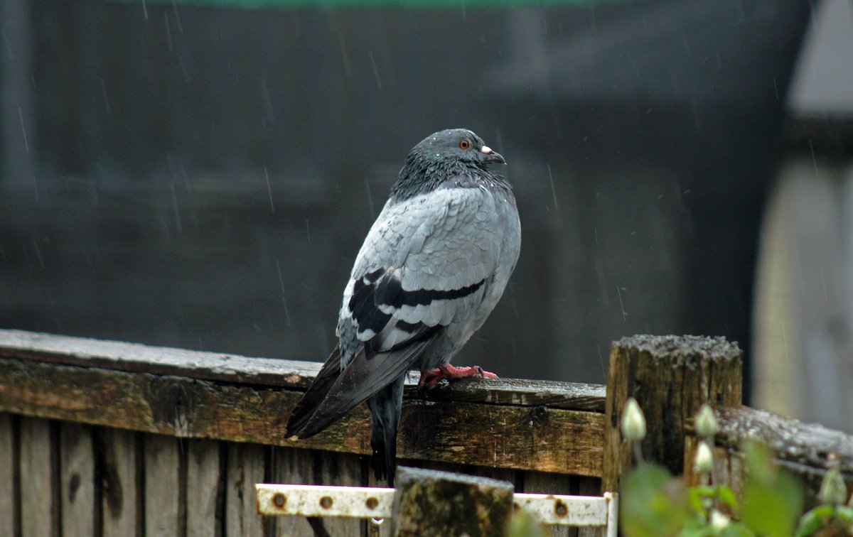 It's been a bit wet this afternoon🌧️and the water butt/tank combination is overflowing in to the pond and the garden is a bit deserted apart from a wet looking pigeon💦@Team4Nature @BBCWthrWatchers @bbcweather @Nesquik1962 @oztrazine @WildLondon @a_london_pigeon @Natures_Voice