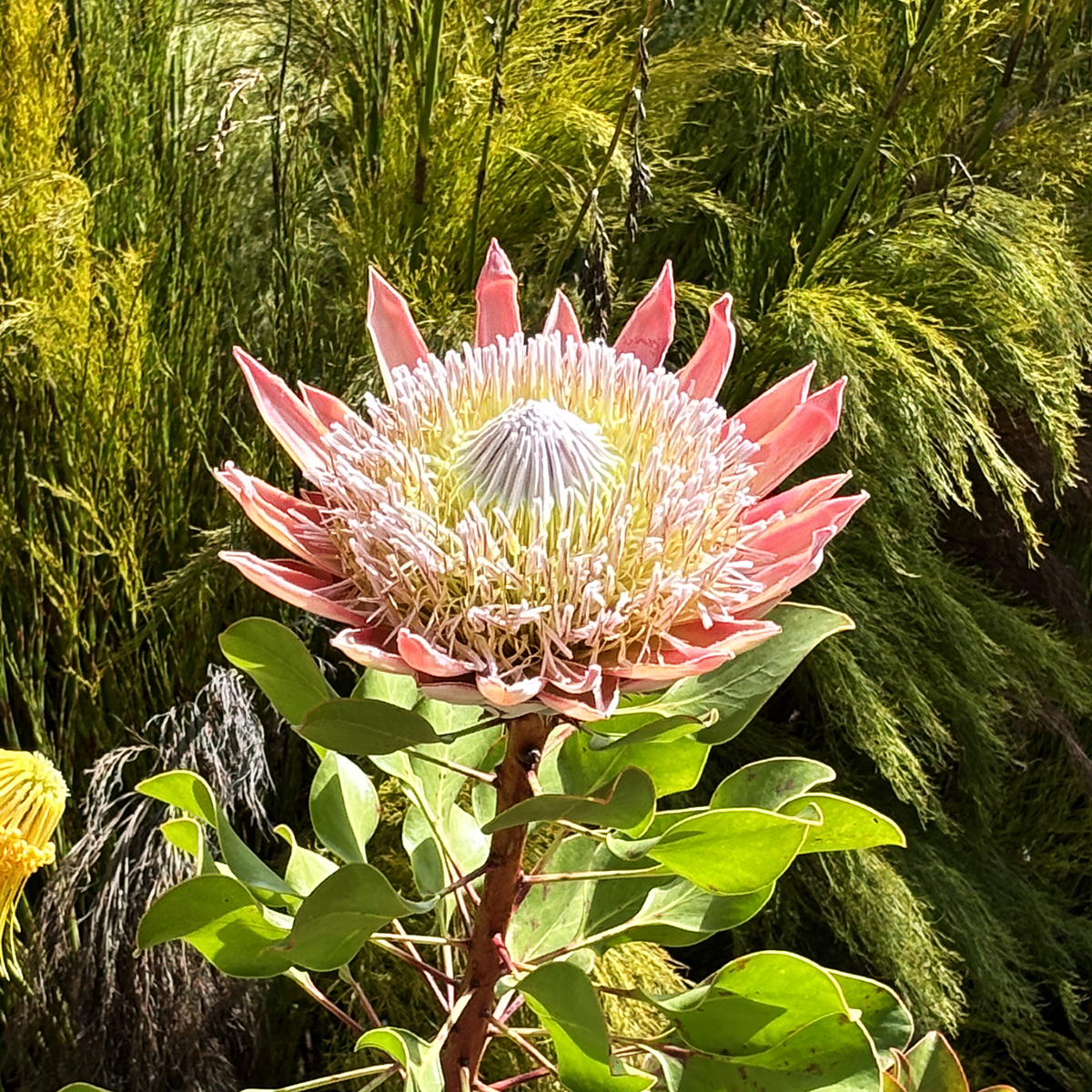 Welcoming the sun! King protea (Protea cynaroides) blooming in the Southern African Area, this stunning plant produces large flower heads up to 10 inches in diameter #kingprotea #ucbg #garden #botanicalgarden