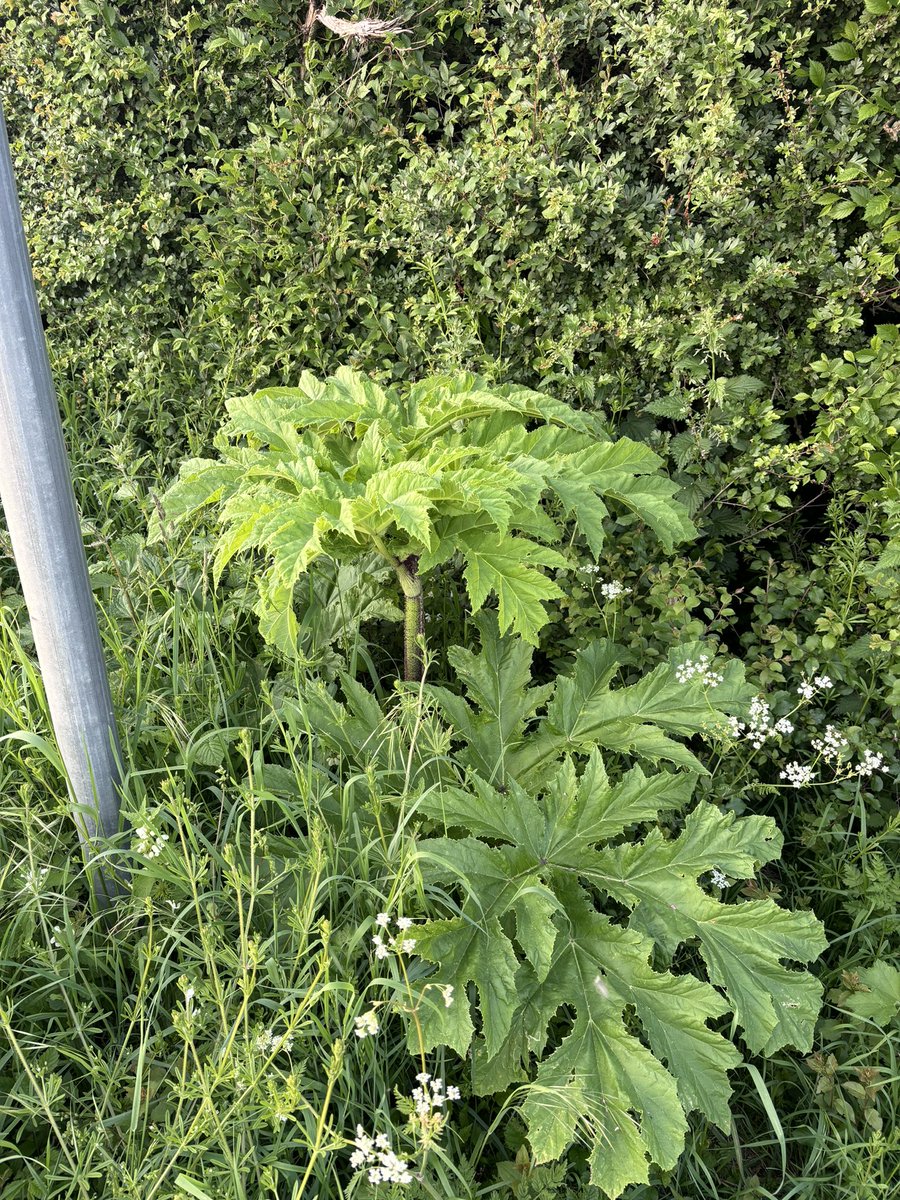 Huntingdonshire Fauna & Flora Society (@fauna_flora1948) on Twitter photo It’s Invasive Non Native Species week, raising awareness of plants & animals that are a cause of concern. One of our members has spotted this Giant Hogweed growing in his village, landowner been made aware 👍
<a href="/InvasiveSp/">Invasive Species Week</a> #INNSweek It’s Invasive Non Native Species week, raising awareness of plants & animals that are a cause of concern. One of our members has spotted this Giant Hogweed growing in his village, landowner been made aware 👍
<a href="/InvasiveSp/">Invasive Species Week</a> #INNSweek