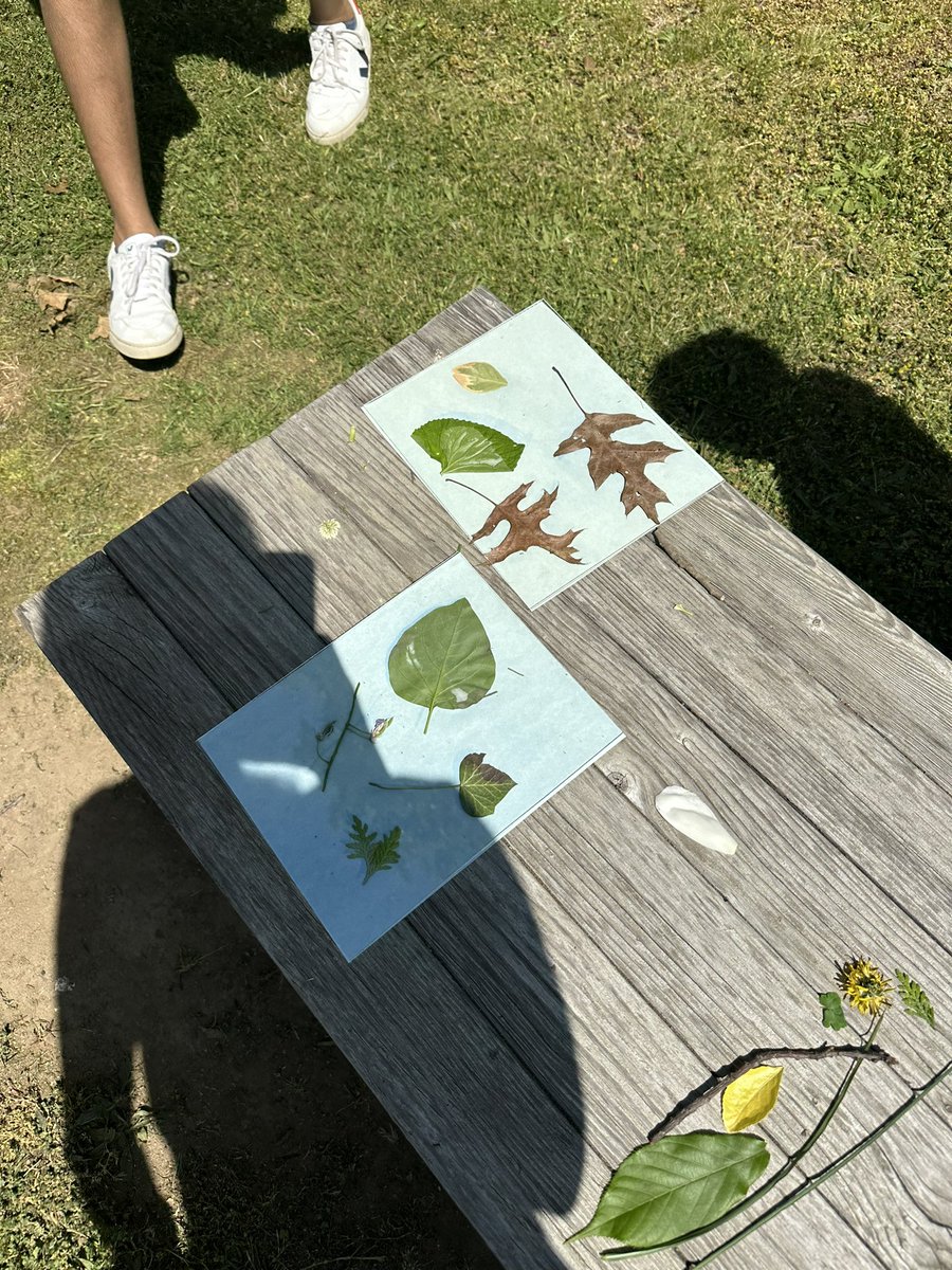 After learning about SDG#7: Affordable and Clean Energy, 5th graders learned about cyanotype and developed their own creations using nature! 🍃 ☀️#WeAreHerricks <a href="/HerricksSchools/">Herricks Schools</a> <a href="/SearingtownK5/">Searingtown School</a>