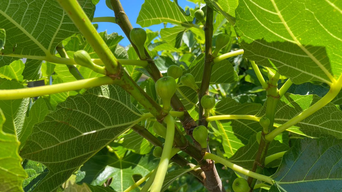 The Bordissot Blanca Negra #fig is an overachiever. Luckily, it is also beautiful and delicious: a pretty, purple, striped fig.

#figs #figtree #figtrees #fruittrees #fruittree #garden #gardening #gardeninglife #gardeninglove #ediblelandscaping #growyourown #growyourownfood