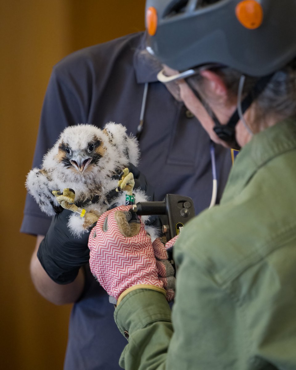 Carla and Ecco’s two Peregrine Falcon chicks were banded at the @PittTweet Cathedral of Learning today. The banding of this formerly Endangered species, performed by @PAGameComm biologists, is part of an ongoing statewide effort to monitor local our Peregrine Falcon populations.