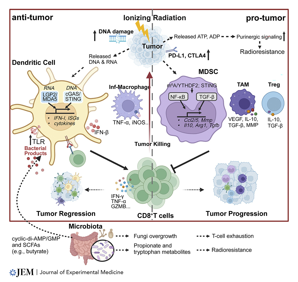 .@LiangWang917847 @ConnorLynchMD @SeanPitroda @AndrasPiffko @KTyyqx @rweichselbaum et al @UChicagoMed @Ludwig_Cancer review the immune response to #radiotherapy-induced anti-tumor effects, & the combination of immune checkpoint blockade w/ radiotherapy hubs.la/Q02xZVHL0