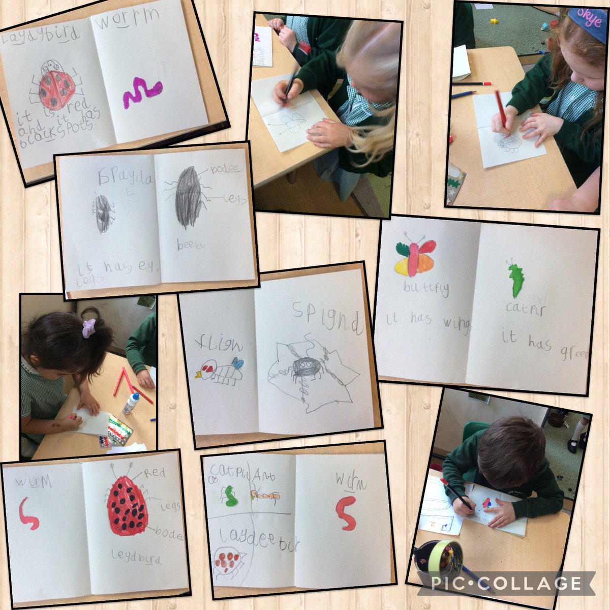 Today, some children wrote their own information books on minibeasts 📝🐞🐛🦟🕷️