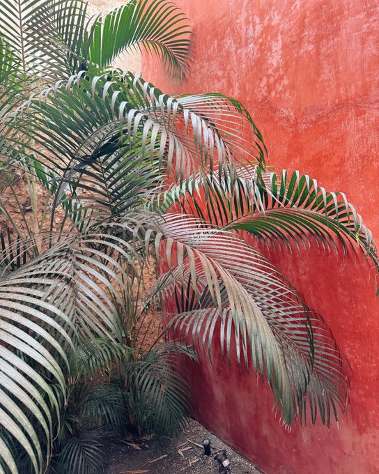 This week in the life 🌿 https://t.co/3TQmcfImPY