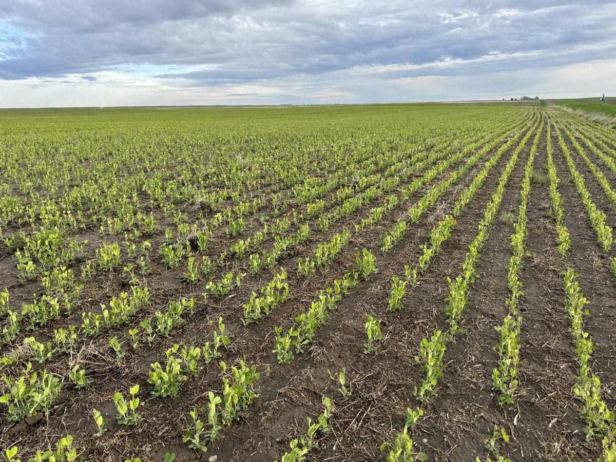 Forage peas are moving fast! Seeded April 12. Still a very small amount of seed on hand of forage peas. #WestCdnAg