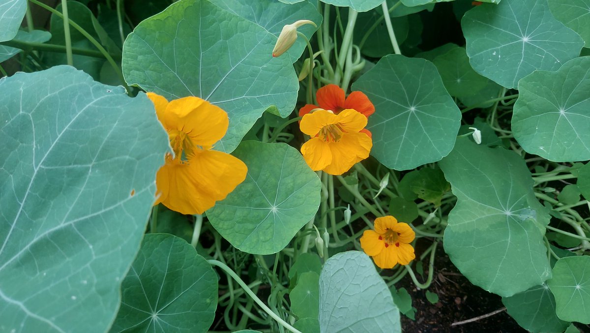 Rain arrived & I am hiding in the polytunnel potting on pumpkins & planting beetroot. I have had to weed out quite a few nasturtiums but don't have the heart to remove them all (not least as I added a few peppery leaves to my lunchtime sausage sandwich).