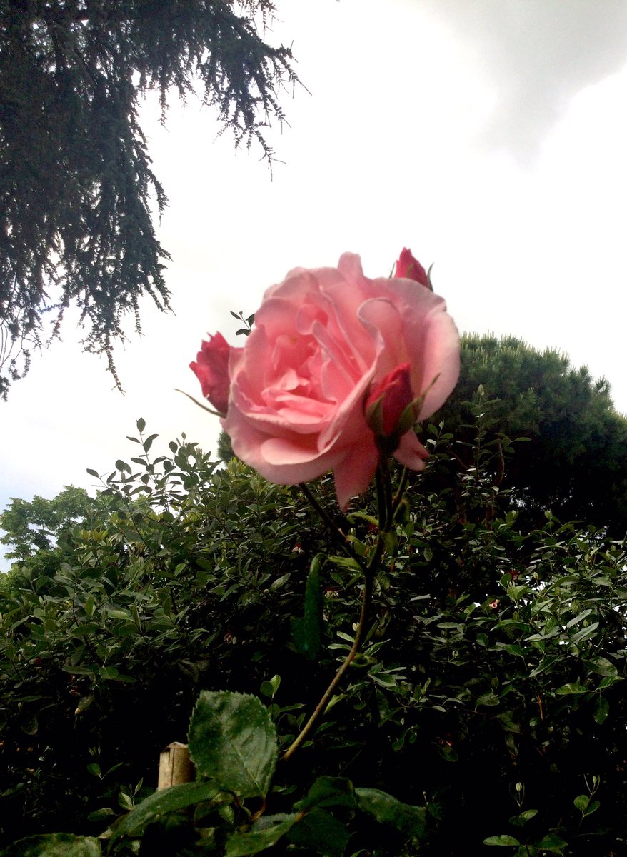 Per la mia rosa è sempre alba.... 🌹