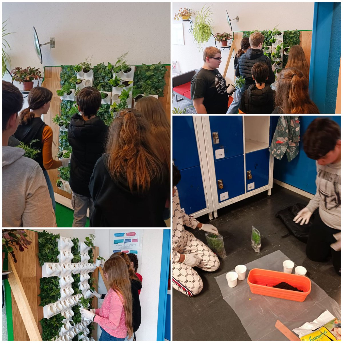 Vous vous souvenez du concours Richelieu gagné l'année dernière par les 6D? Eh bien, les élèves de l'actuelle 5D ont pu donner vie à leur mur végétal. Rempoter, ameublir, drainer... Voilà une belle occasion de cultiver son vocabulaire et de peut-être voir germer les vocations !