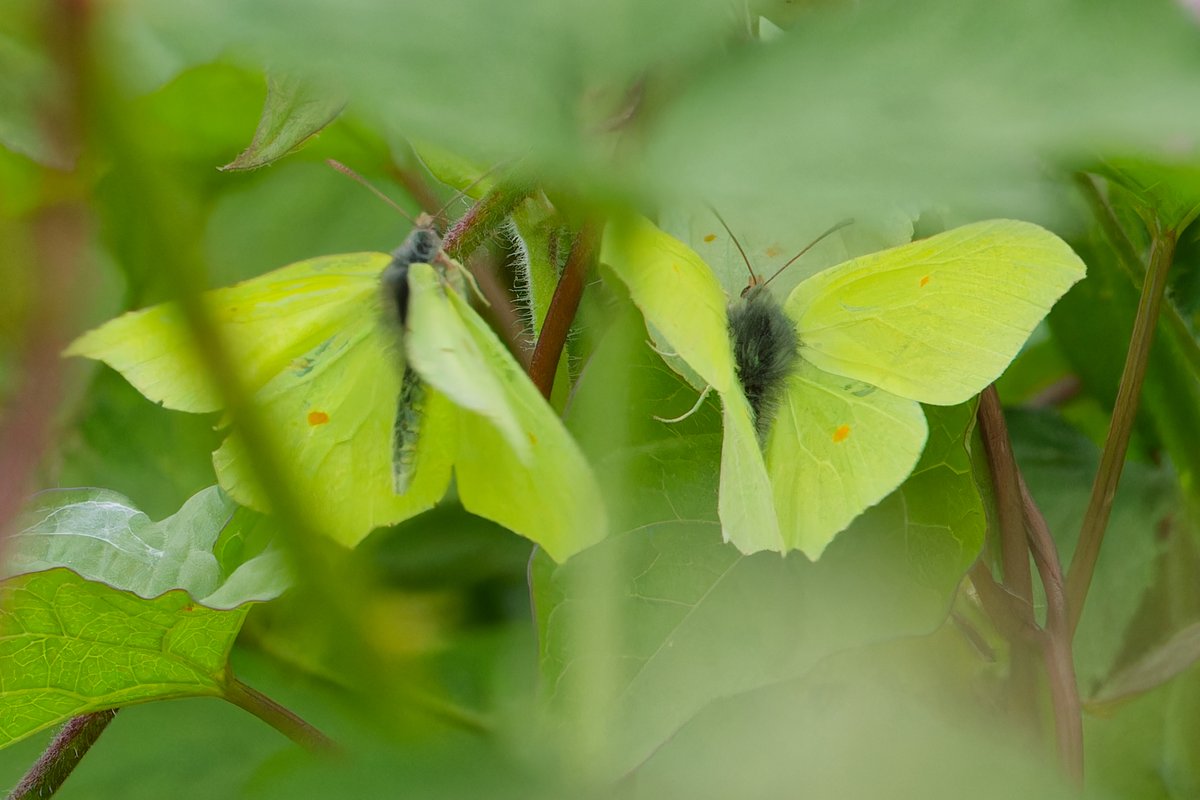New woodland, Wheeldon Copse has alder buckthorn and wildflower meadows. There were loads of brimstone butterflies out today. I finally got some shots when two males found a female and vied for her affection. What a beautiful sight!

@WoodlandTrust @savebutterflies @_JoelAshton