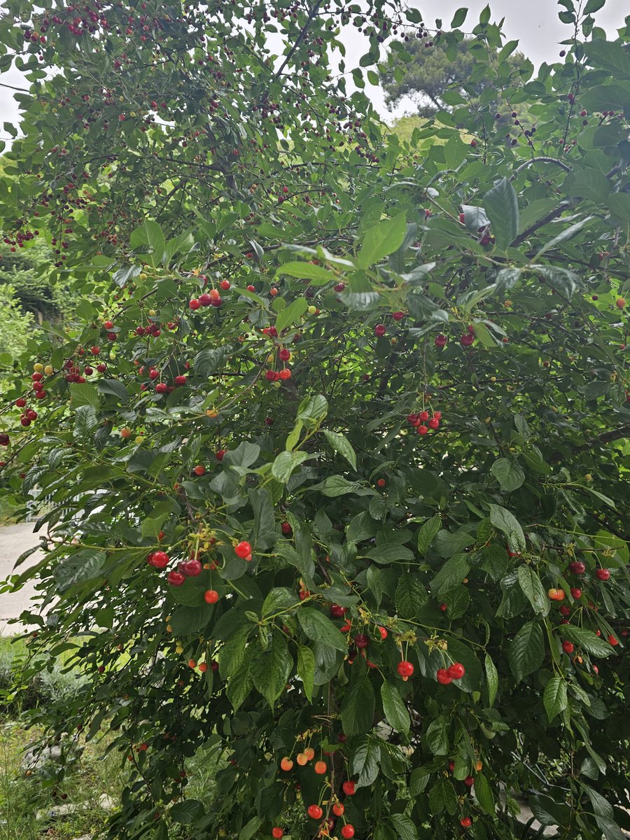 Stigle višnje (Cherries arrived)❤️❤️❤️❤️