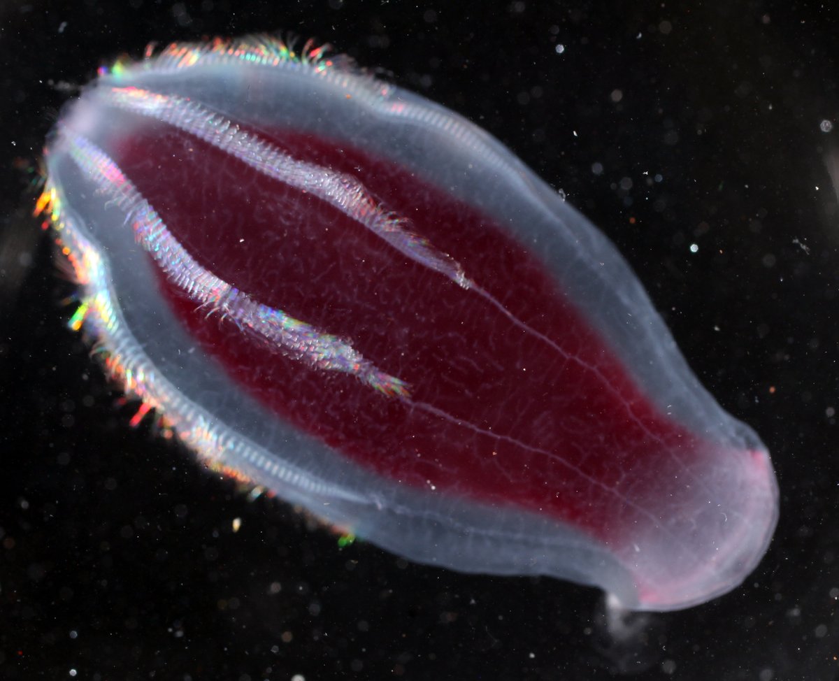 oceanexplorer tweet picture