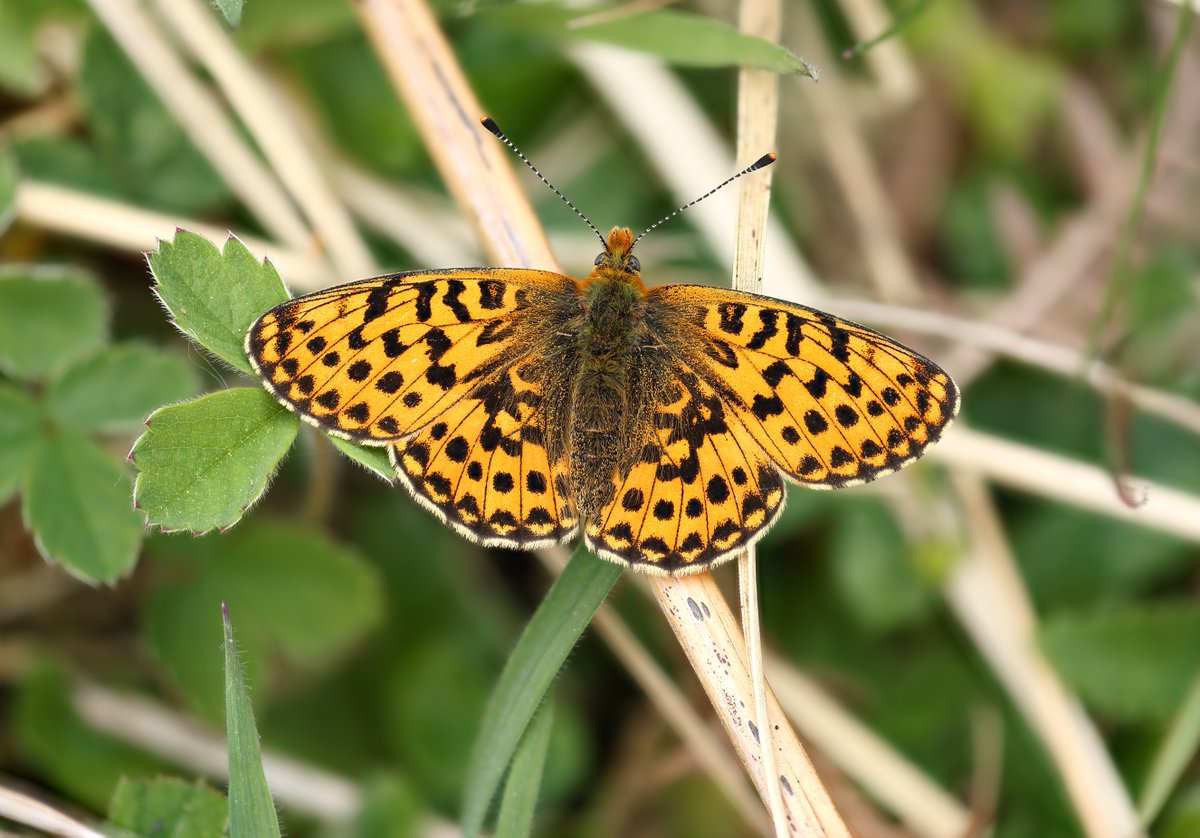 Some Pearl-bordered Fritillaries seen yesterday in N. Yorkshire.
@BC_Yorkshire @savebutterflies @wildlife_yorks