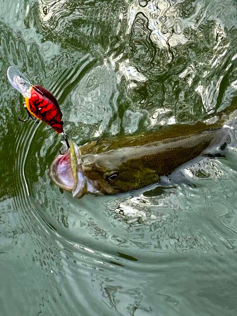 LuckyCraftUSA1's tweet photo. "Fishing the LC 1.5DD DRS in 6-10ft of water is great lure choice for targeting prespawn smallmouth. TO Craw is a go-to color choice for springtime fishing."-Brad Billeter #LCCrank #TOCraw #LuckyCraft https://t.co/PI9aDGMv9z