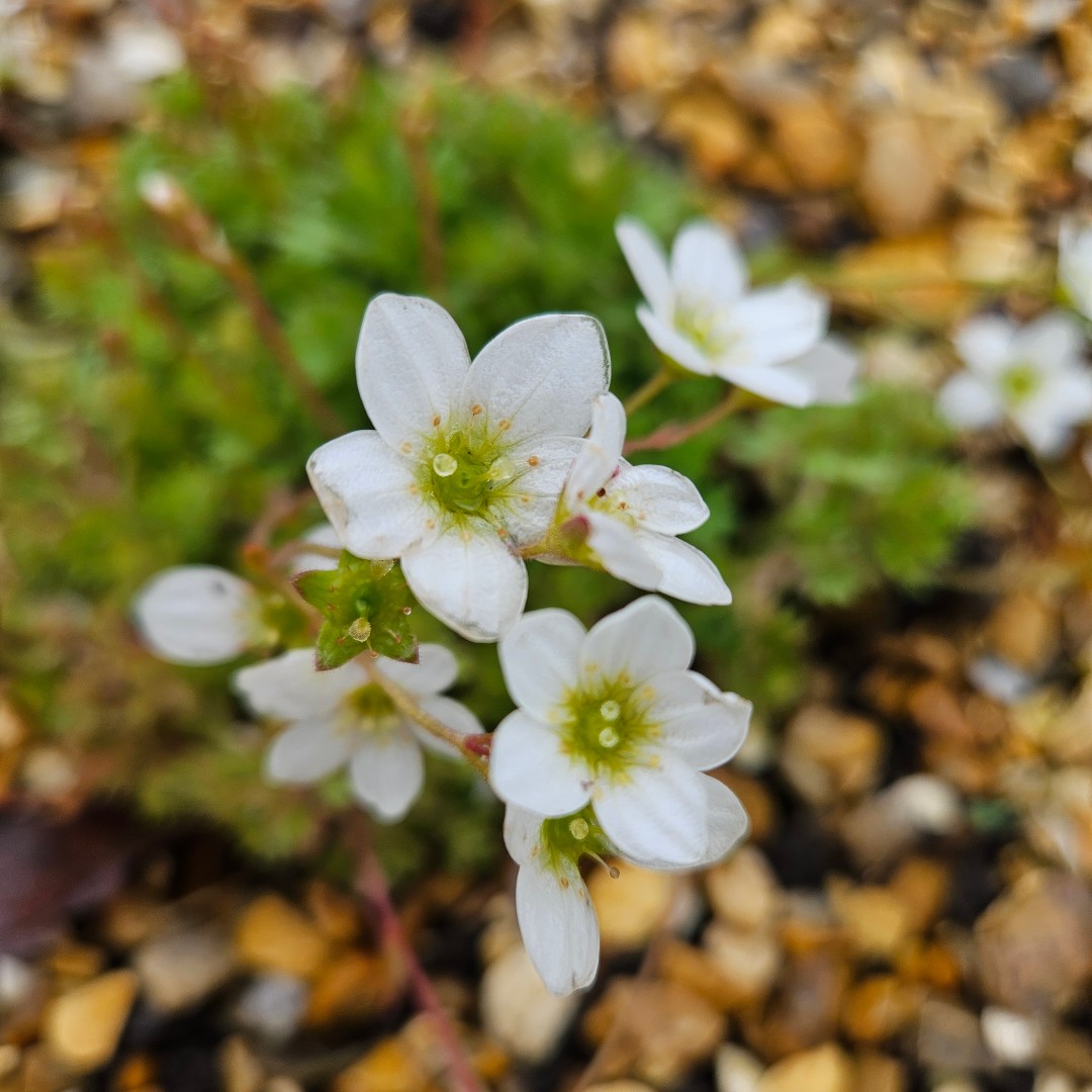 🎁 A gift on #EndangeredSpeciesDay!? 🎁 Read all about the spectacular Saxifraga rosacea and marvellous Menai Strait whitebeam below ⬇️ welshmountainzoo.org/news/endangere… #SupportingConservation #NorthWales