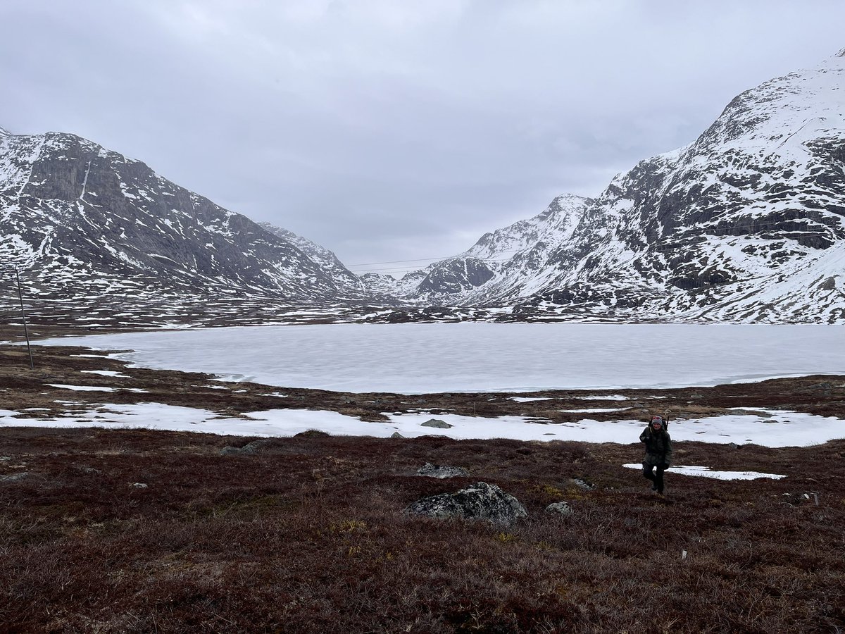 Kobbefjord Research Station (@nuuknero) on Twitter photo First #phenology and #NDVI #measurements of the season by #BioBasis in #Kobbefjord. Badesø still covered in #ice. Wuup wuup. Doing #fieldwork in the #Arctic for <a href="/GEM_Arctic/">Greenland Ecosystem Monitoring</a> First #phenology and #NDVI #measurements of the season by #BioBasis in #Kobbefjord. Badesø still covered in #ice. Wuup wuup. Doing #fieldwork in the #Arctic for <a href="/GEM_Arctic/">Greenland Ecosystem Monitoring</a>