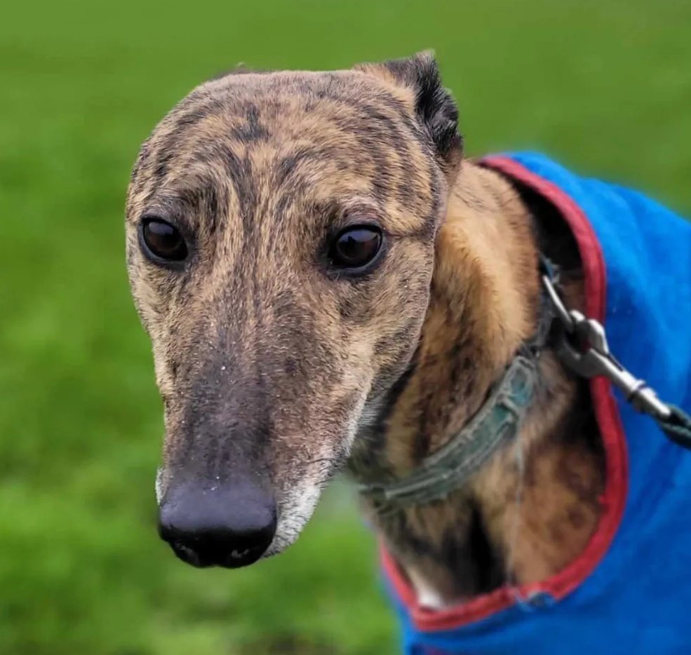 🥰 Doesn't Clancy have the most soulful eyes? 🥰 All he wants is to feel safe in the world - a secure garden & a person to love 💖 🌟 That's it! 🌟 He doesn't want walks or adventures, just your company at home 💕 Can you love Clancy? madra.ie/dog-profiles/ #AdoptDontShop