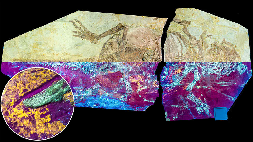 The feathered dinosaur Psittacosaurus possessed areas of reptilian scales on its skin, according to a @NatureComms paper. These insights may help to improve our understanding of the evolution of reptile and bird skin. go.nature.com/3WPzPAg