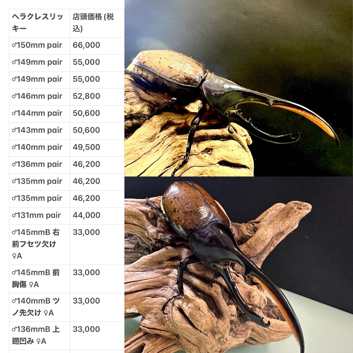 🔻新着エクアドル便より ・ヘラクレス リッキー WILD 5/22より店頭にて