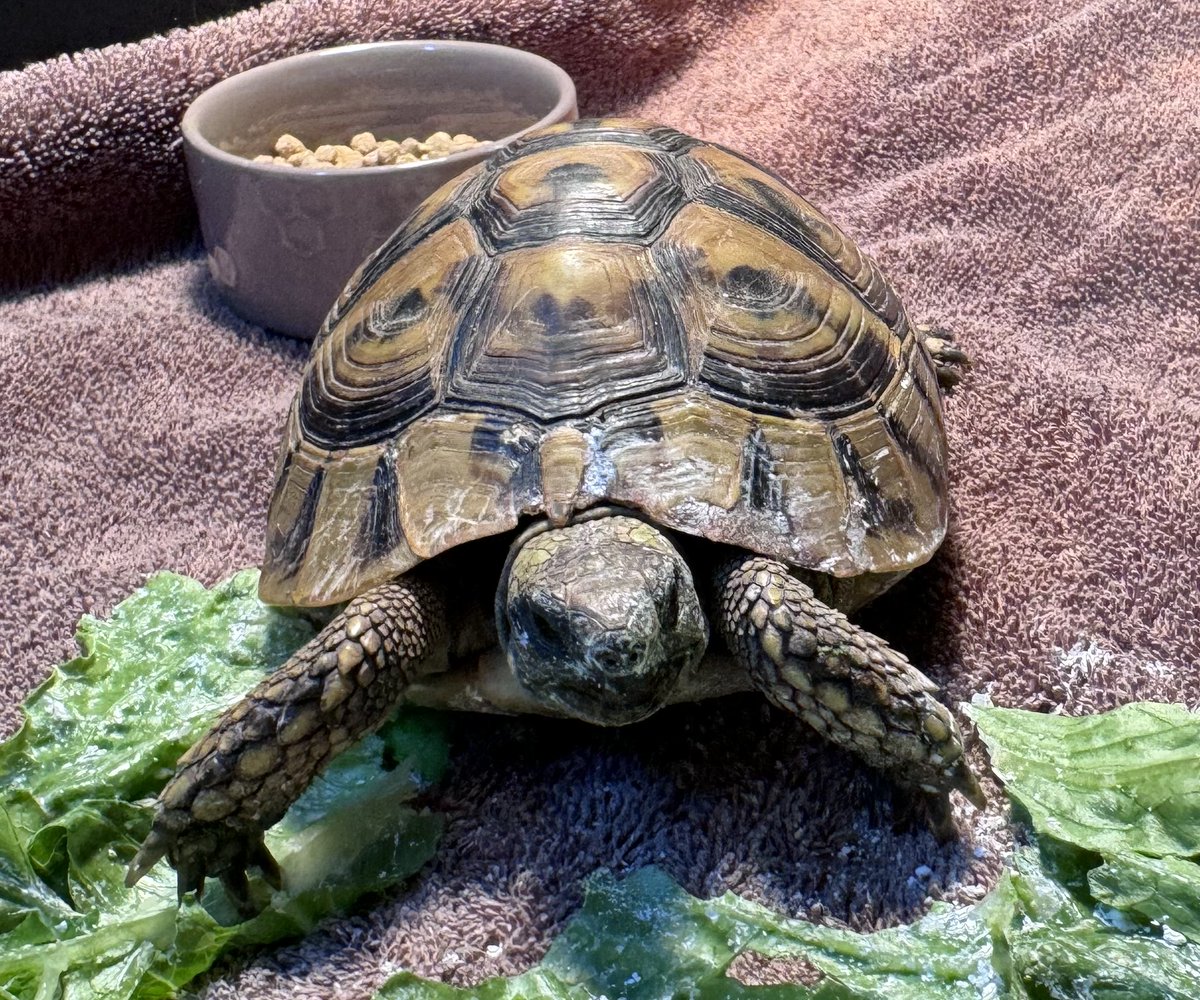 Do you recognize any of these lost pets? Please share this post to help us reunite them with their families!

If you own or recognize one of these pets, please contact us at (703) 931-9241 or mail@awla.org. Thank you!