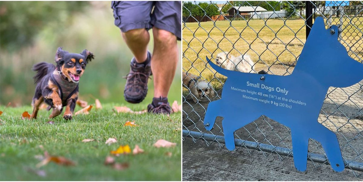 qexca's tweet photo. Did you know?
There are two off-leash Dog Parks just for small dogs – one close to home in Charlottetown Park and one in Hyde Park!
For furry friends to join in the fun, they must be under 16” (40 cm) at the shoulder and less than 20 lbs (9 kg). https://t.co/5eSs88sjLl
