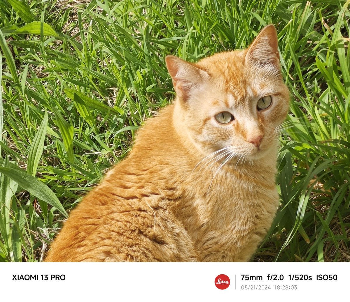 #Cats
#Xiaomi #Xiaomi13Pro #shotonsnapdragon
#Xiaomi13series