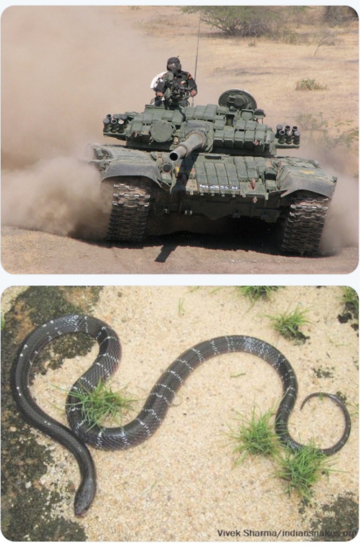 mananbhattnavy's tweet photo. A true story: How the Life Savers called Military Doctors save lives..

Dafedar Ram Lakhan from 41 Armoured Regiment while deployed in Rajasthan Desert, was bitten on shoulder by a highly vanomous Desert Krait Snake while sleeping in his tent in the wee hours of night.

He was lucky as it was the time for sentry changing and two men proceeding to sentry post were awake and had torches with them. A panicky and worried Ram Lakhan informed them, "Mujhe kandhe pe kuchh kata hai."
The other Soldiers saw the bite marks, it was a definite snake bite.

Their torchlight saw a snake roaming around in the snake pit surrounding the tent.
The snake had probably sneaked in the tent through some tree roots which were there around the pit.
Ram Lakhan was rushed to 184 MH at Suratgarh, Sriganganagar, Rajsthan in an emergency vehicle.+

The Doctor (let's call him Maj X) was informed about the incoming patient.

Fortunately for Ram Lakhan, Maj X specialised in snake bites, he reached Hospital much before the patient and was waiting. Dr took it upon himself to save the Soldier.The patient was still in his senses while the emergency vehicle arrived at the Hospital.

Much time has passed since the snake bite, just after his arrival at the hospital, there was frothing at his mouth (foam - saliva started to come out of his mouth) as patient lost consciousness.

The Good Doc X injected him Life saving drugs and declared, "If the patient survives the next 24 hours, he will be safe."

A stitch in time ensured that Ram Lakhan survived to tell the tale. He was discharged from the hospital after 8 days of observation and treatment.
It took the Doc six months of treatment to take out full poison from his body.

That season in 99 saw 33 snake bites among troops in the area, doctors saved 32 of them. One unfortunate Soldier lost his life as he was bitten in tongue. (That is another story for another day)

If a soldier's life is in danger and he sees an AMC Badge on the Cap & Shoulder (Indian Army) or the red stripes on the shoulder (Indian Navy) or the medical officers of the IAF, he /she is sure that it's in safe hands.

Personally for me, I am walking today because, I was saved by some of them.