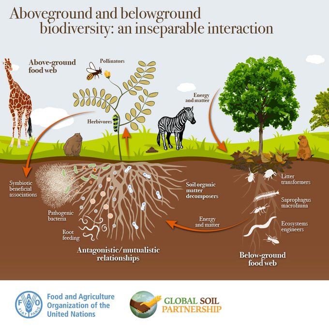 The beauty of aboveground #biodiversity wouldn't be possible without the hidden heroes of belowground biodiversity! #SoilHealth 🍄🦠 From fungi to bacteria, the soil is teeming with life that keeps our planet healthy and thriving! #BuildBackBiodiversity @FAOLandWater
