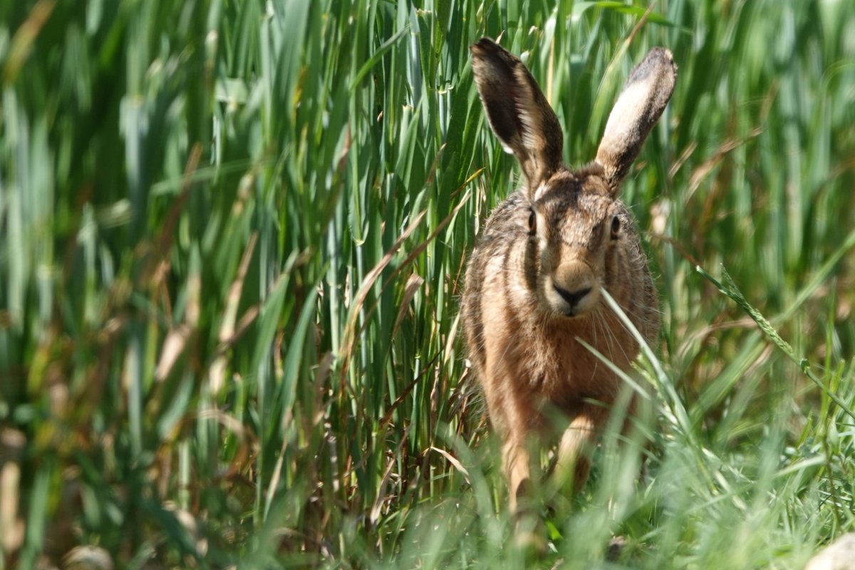 Wonderful to see so many brown hares at the farm in the Vale of Glamorgan last week. If you sit quietly for a while they often run up to you. Hopefully our new wildflower arable margins and cover crops will benefit them as much as the farm's yellowhammer population.