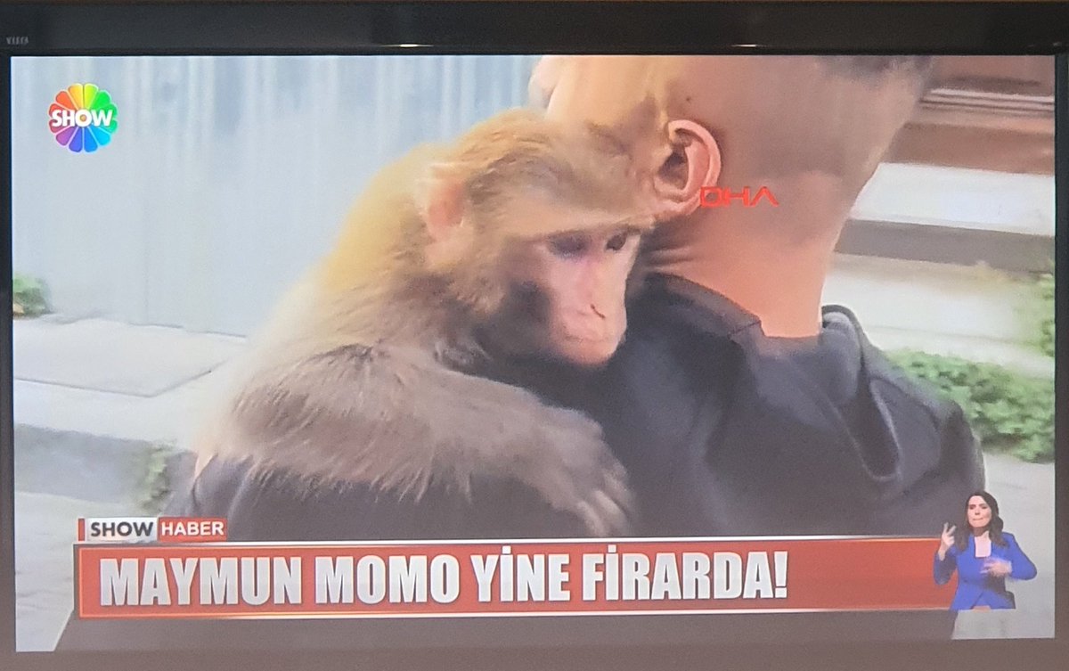Maymun beslemek,alümak satmak yasak. Cezası var. Maymun firar etmemiş özgürlüğe koşmuş. Vatanı burası değil. Kaçak yolla geliyor. Görürseniz @milliparklar @jandarma @EmniyetGM haber verin. Sanırım yetkililer bu maymuna el koydular..@ShowTV @showanahaber #hayvanticareti