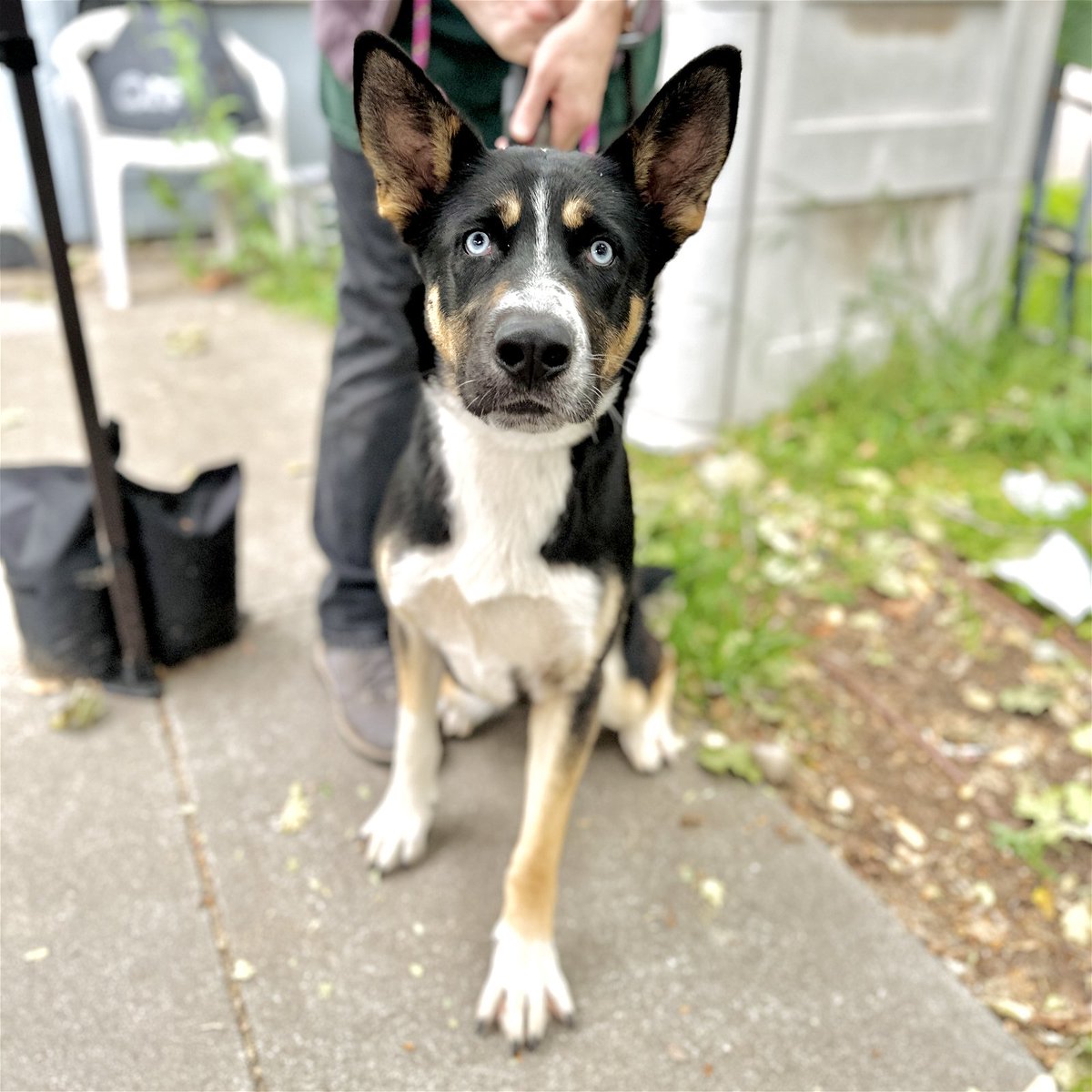 Meet Matcha! Matcha is an energetic, happy one-year old pup who is available for adoption at @oaklandsanimals . This sweet girl would love to go on lots of adventures with you. She enjoys treats and has a perfect “sit”! At the shelter, Matcha attends doggie playgroups regularly.