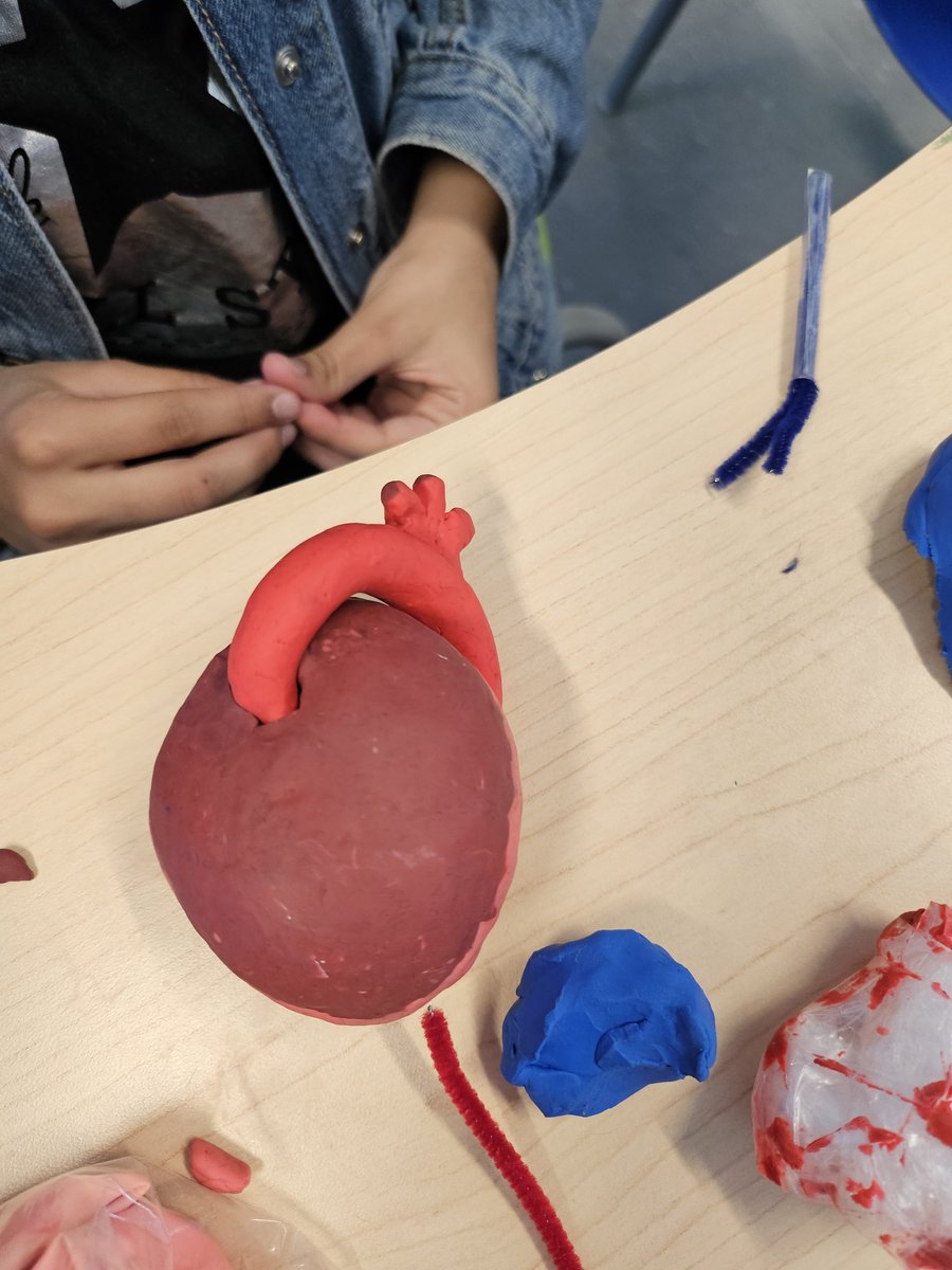 MrHennigar's tweet image. Our human body projects are coming together! I love the variety of materials groups are using, and the attention to detail.
#MakerEdNS
